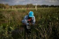 Seorang pekerja migran Meksiko memetik blueberry saat panen di sebuah pertanian di Lake Wales, Florida, AS, 31 Maret 2020. REUTERS