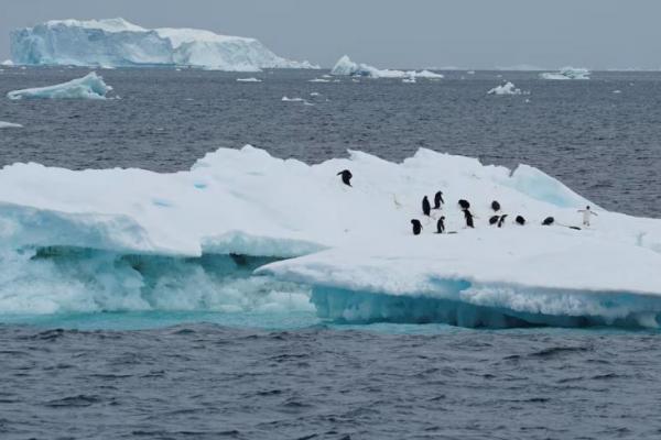 Penguin terlihat di gunung es saat para ilmuwan menyelidiki dampak perubahan iklim pada koloni penguin Antartika, 15 Januari 2022. REUTERS 