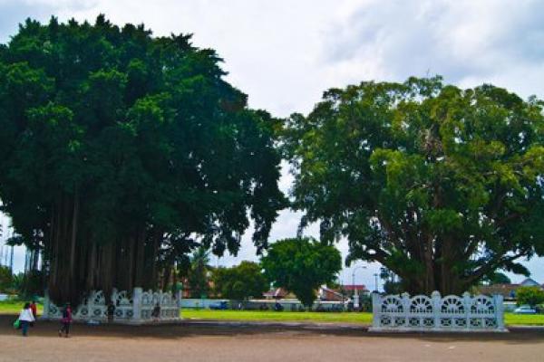 Beringin kembar di Alun-Alun Kidul (Selatan) Keraton Yogyakarta (Foto: tourwisatajogja.com) 