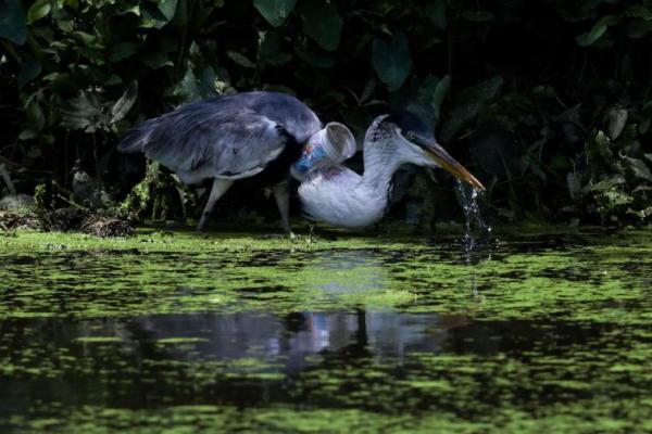 Bangau dengan gelas plastik tersangkut di tenggorokannya berdiri di tepi sungai Morto, di Rio de Janeiro, Brasil, 6 Desember 2024. REUTERS 