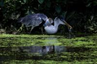 Bangau dengan gelas plastik tersangkut di tenggorokannya berdiri di tepi sungai Morto, di Rio de Janeiro, Brasil, 6 Desember 2024. REUTERS