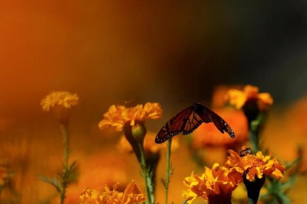 Seekor kupu-kupu raja terbang di ladang bunga marigold, bunga tradisional yang diyakini dapat menuntun orang mati kembali ke orang yang mereka cintai, di Boquillas, Meksiko 20 Oktober 2024. REUTERS 