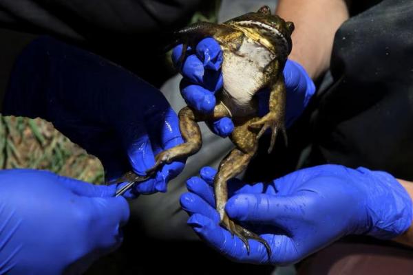 Peneliti lingkungan mengekstrak materi genetik dari kaki katak Cile di kota Quilpue, Cile, 8 Desember 2024. REUTERS 