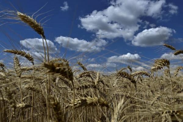 Gandum terlihat di ladang saat panen, di wilayah Zaporizhzhia, Ukraina 29 Juni 2024. REUTERS 