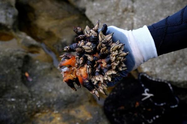 Pemungut teritip Moncho Canizas, 53, menunjukkan teritip yang dipungutnya di Samudra Atlantik, wilayah Galicia, Spanyol, 20 Desember 2024. REUTERS 