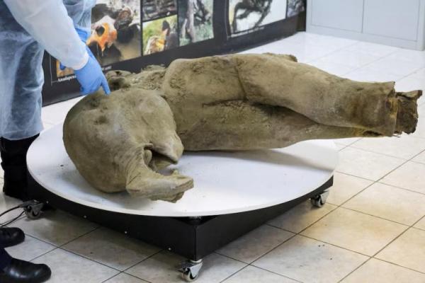 Para peneliti menunjukkan bangkai bayi mamut, di laboratorium Museum Mamut di Universitas Federal Timur Laut di Yakutsk, Rusia. REUTERS 