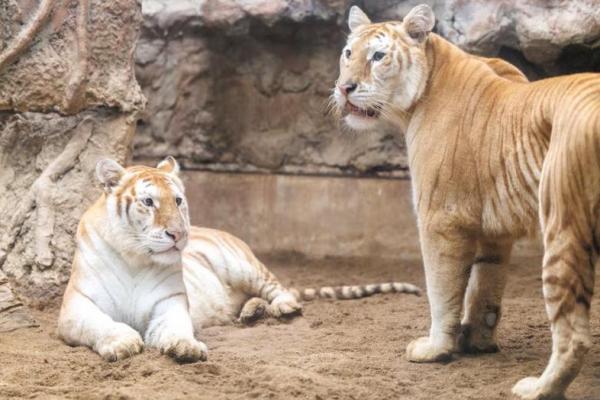 Harimau betina emas langka Ava dan Luna berbaring di kandang di Chiang Mai Night Safari, di provinsi Chiang Mai, Thailand, 26 November 2024. REUTERS 