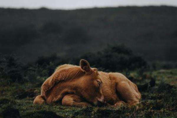 Ilustrasi - Sapi Betina dalam Surah Al-Baqarah (Foto: Pexels/Jorge Alcalá) 