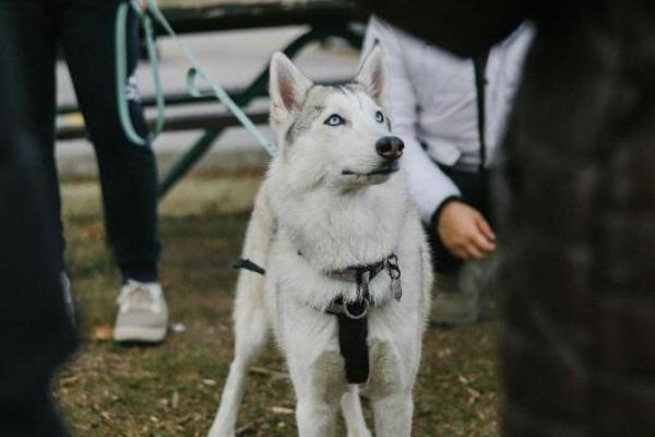 Ilustrasi Sifat Terpuji Anjing Ini Patut Ditiru Manusia (Foto: Peels/Jeremy Li) 