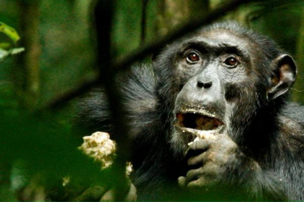 Seekor simpanse jantan dominan makan di hutan hujan tropis Taman Nasional Kibale di Uganda, 2 Desember 2006. REUTERS 