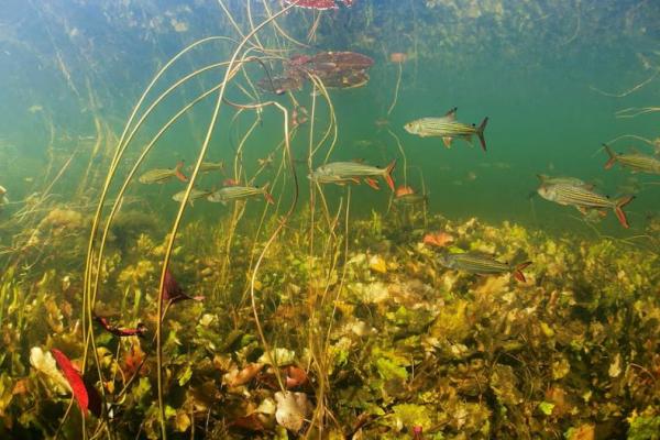 Ikan macan Afrika berenang di sungai Okavango, Botswana dalam gambar selebaran yang tidak bertanggal ini. Handout via REUTERS 