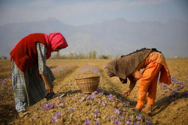 Orang-orang mengumpulkan bunga safron di sebuah ladang di kota Pampore, Kashmir, 30 Oktober 2024. REUTERS 