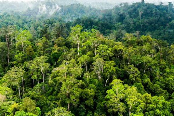 Pemerintah menyatakan pemanfaatan hutan untuk pangan, energi, dan air bukan deforestasi. (foto:ilustrasi hutan) 