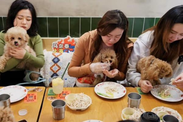 Pemilik anjing memberi makan anjing mereka selama acara makan malam khusus anjing menjelang Tahun Baru Imlek di restoran Kong Shan Yunnan Bistro di Shanghai, Tiongkok, 25 Januari 2025. REUTERS 