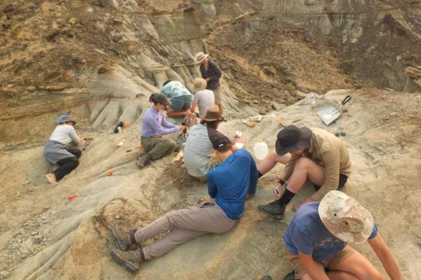 Ilmuwan dan mahasiswa terlibat dalam kerja lapangan di Bonebed 10 di Dinosaur Provincial Park di Alberta, Kanada, dirilis pada 23 Januari 2025. Handout via REUTERS 