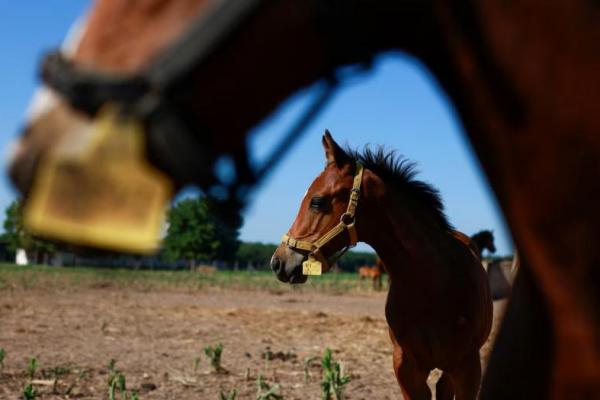 Kuda polo yang dimodifikasi secara genetik berdiri di San Antonio de Areco, di pinggiran Buenos Aires, Argentina 30 Januari 2025. REUTERS 