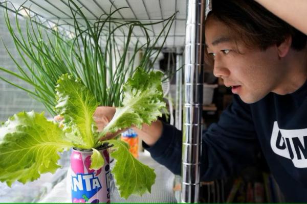 YouTuber berusia 37 tahun Kazuki Nakata melihat pertanian dalam ruangannya di rumahnya di Kawasaki, Jepang, 27 Januari 2025. REUTERS 