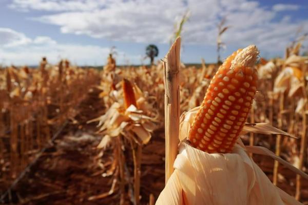 HPP jagung di tingkat petani sebesar Rp5.500 per kilogram resmi berlaku. (oto:tanaman jagung/NFA) 