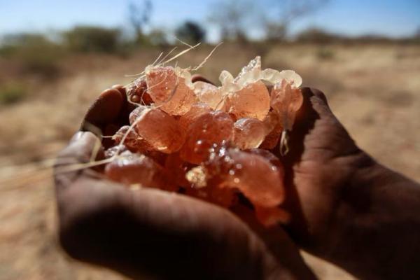 Seorang petani membawa getah arab yang dikumpulkan dari pohon Akasia di kota El-Nahud, Sudan barat, bagian pertanian utama Kordofan Utara, 18 Desember 2012. REUTERS 