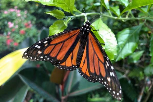 Seekor kupu-kupu raja terlihat di kandang di Boone Hall Plantation and Gardens di Mount Pleasant, South Carolina, AS, 20 Agustus 2019. REUTERS 