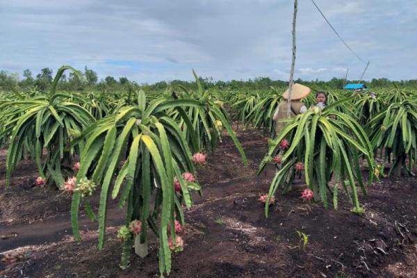 Menyulap Lahan Gambut jadi Kebun Buah Naga