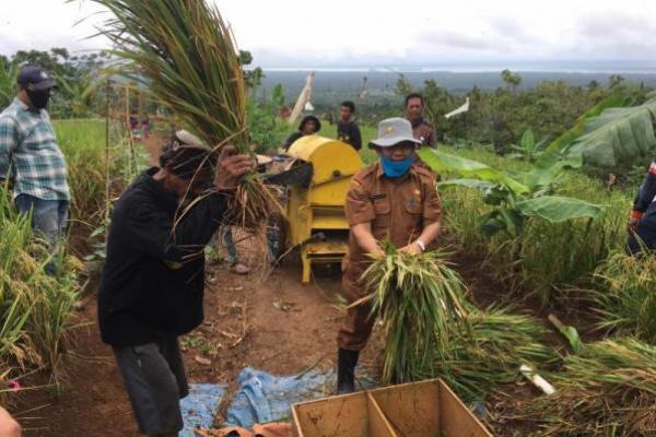 Lampung Optimalkan Budidaya Padi Gogo Untuk Tingkatkan Produksi Beras