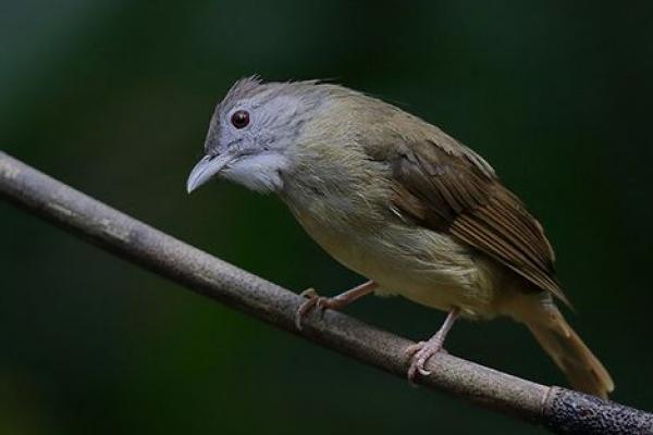 Sembilan Jenis Burung di Indonesia Terancam Punah