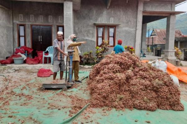 Taufik Kritik Rencana Impor Bawang Merah: Petani Kena Pukul Dua Kali