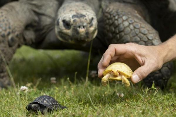 Kura-kura Albino Pertama Lahir dari Kura-kura Raksasa Galapagos