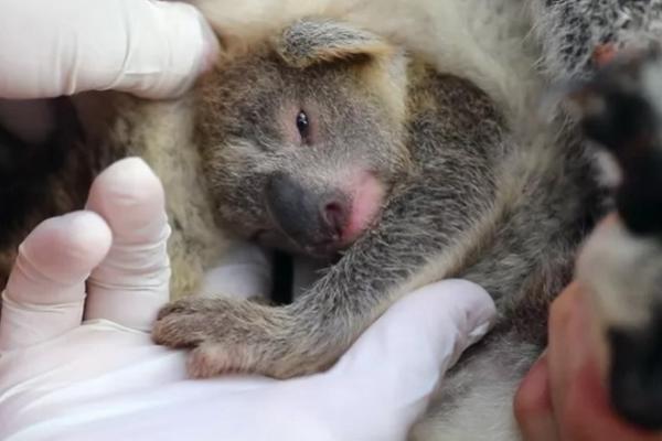 Bayi Koala Jadi Penanda Kehidupan Baru Setelah Kebakaran Hutan Dahsyat di Australia