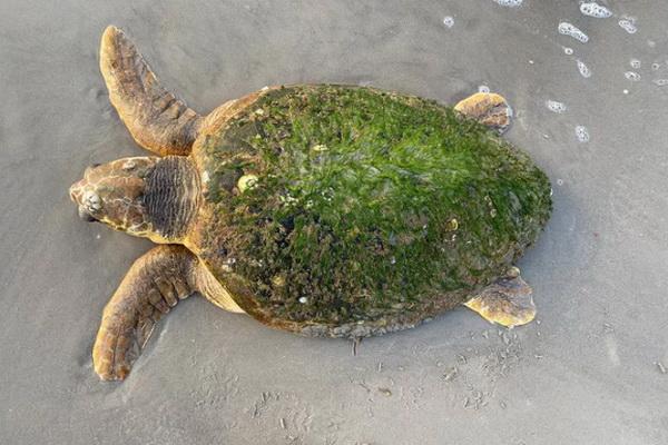 300 Ekor Penyu Tempayan Ditemukan Terdampar di Pantai Texas