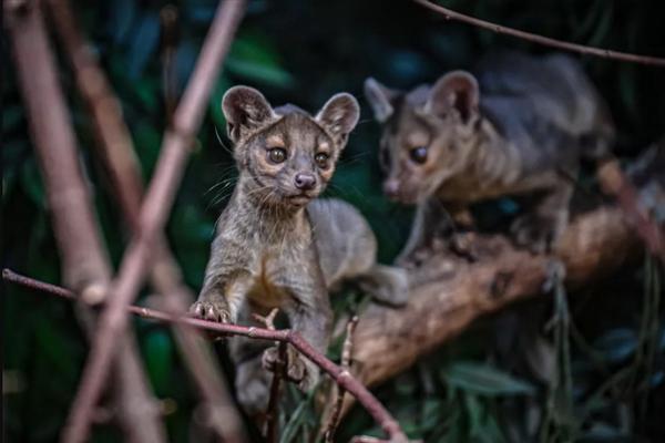 Pertama Kali dalam 91 Tahun, Chester Zoo Miliki Bayi Kembar Tiga Hewan Langka Fossa