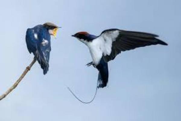 Kisah Burung Ababil Sebagai Pengingat Kesombongan Manusia