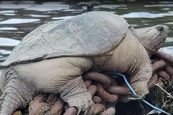 Penyu Raksasa `Chonkosaurus` Terlihat di Sungai yang Dulunya Beracun