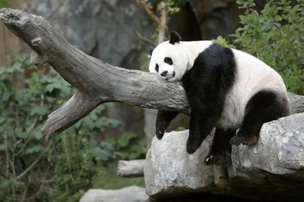 Berbekal Bambu dan Apel, Tiga Panda Kembali ke China dari Washington